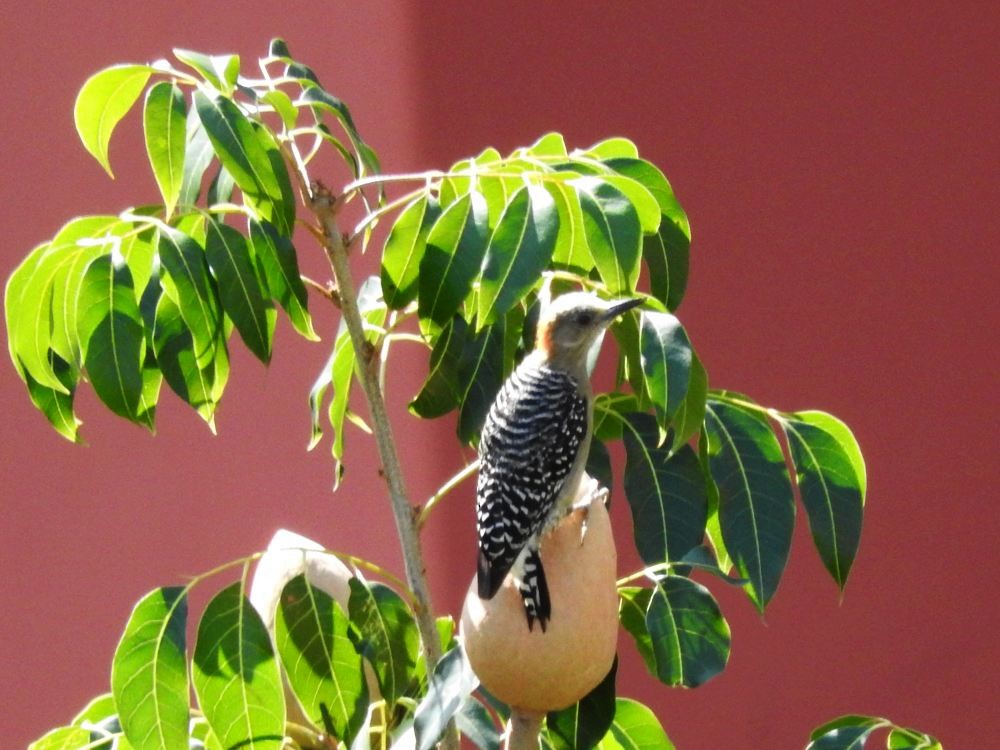 Red-crowned Woodpecker - ML607494671