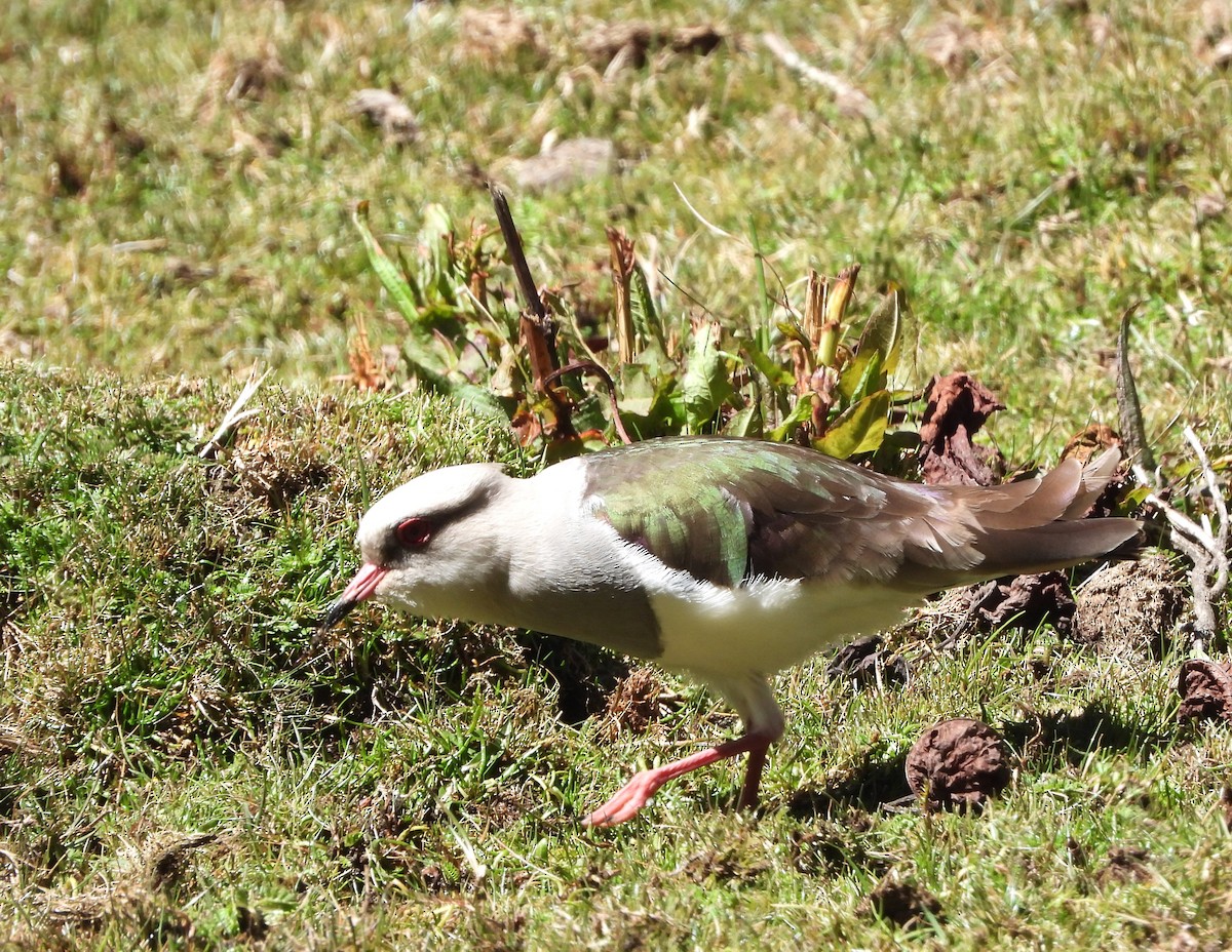 Andean Lapwing - ML607502741