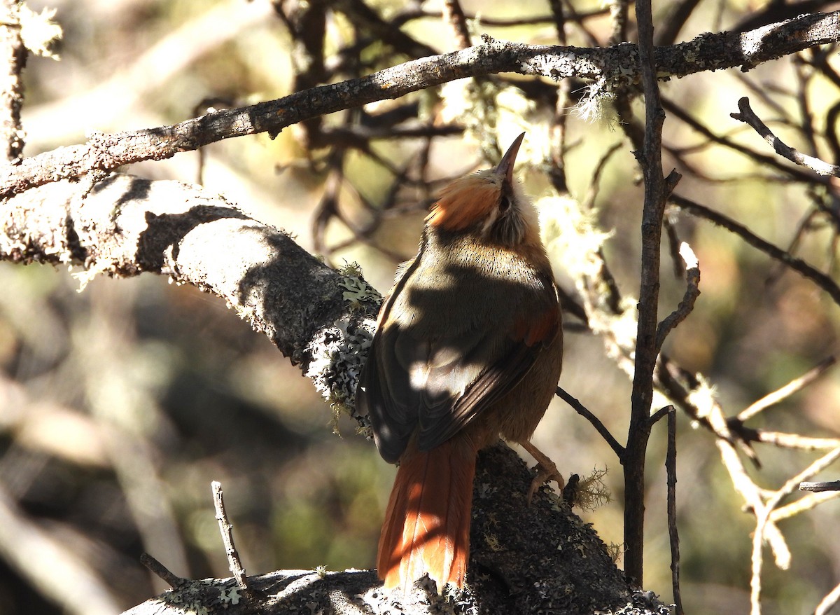Creamy-crested Spinetail - ML607502831
