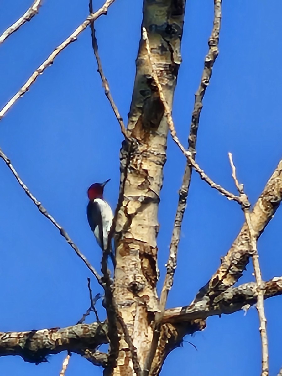 Red-headed Woodpecker - ML607502951