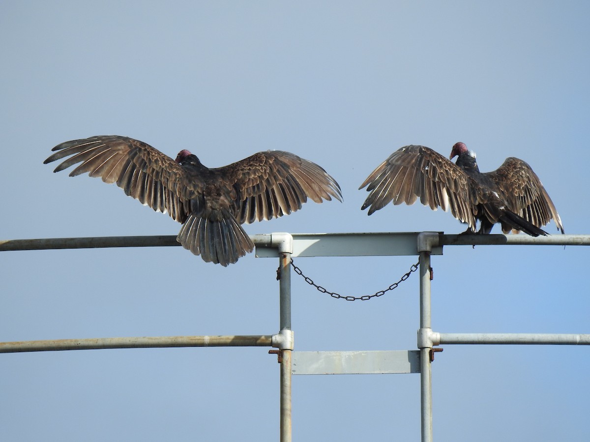 Turkey Vulture - ML607503591