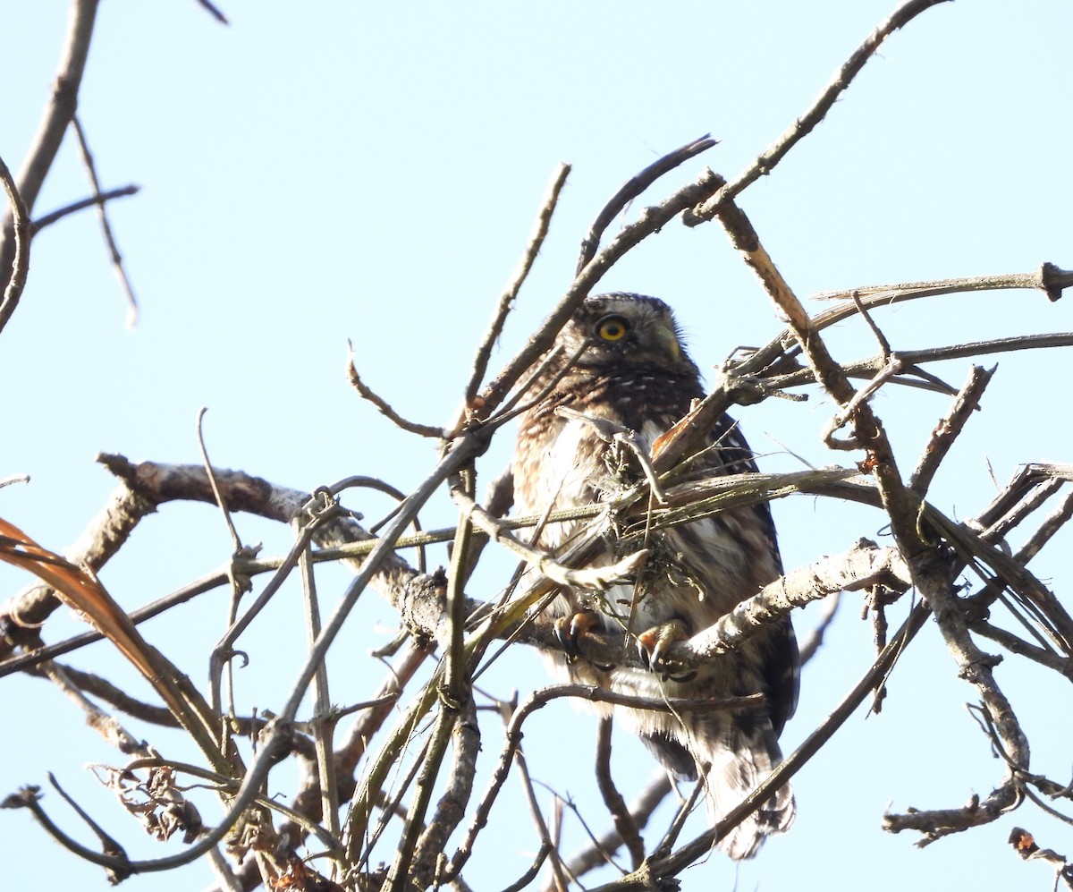 Yungas Pygmy-Owl - ML607504841