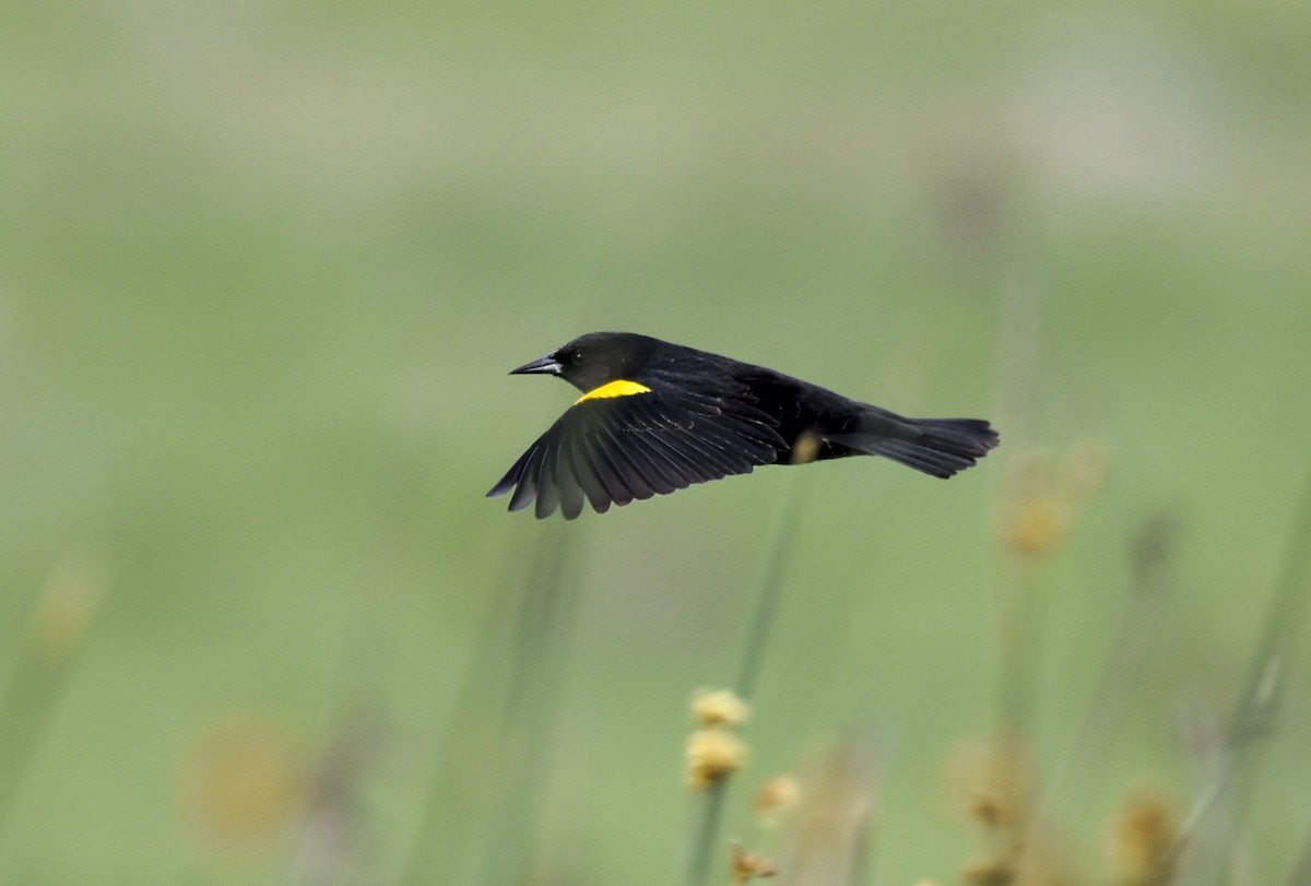 Yellow-winged Blackbird - ML607505251