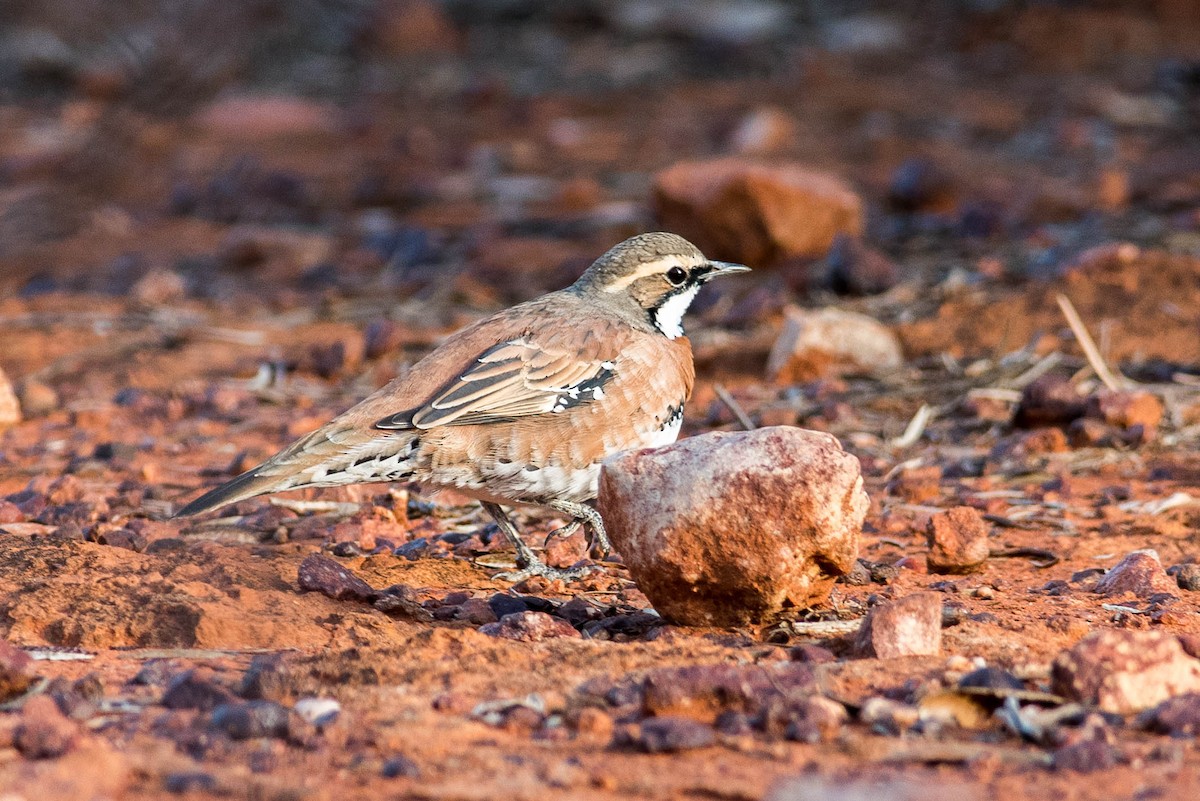 Chestnut-breasted Quail-thrush - Peter Taylor