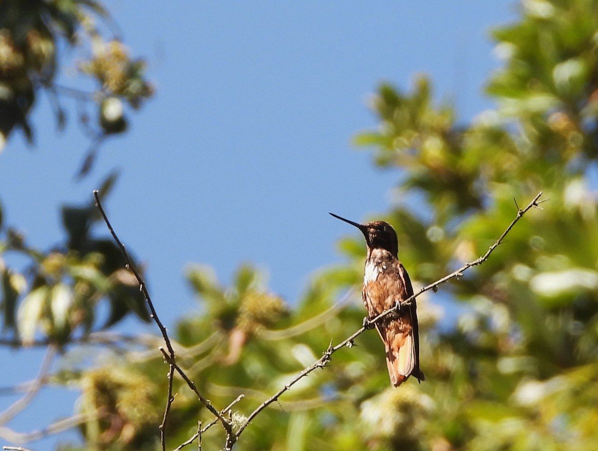 kolibřík zábludový - ML607508201