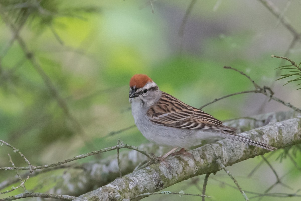 Chipping Sparrow - ML60751071