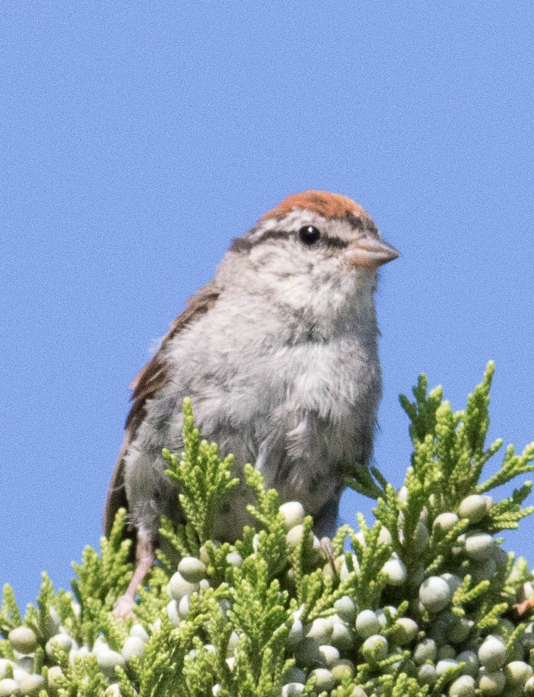 Chipping Sparrow - ML607512351