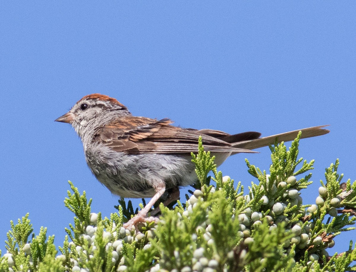 Chipping Sparrow - ML607512361