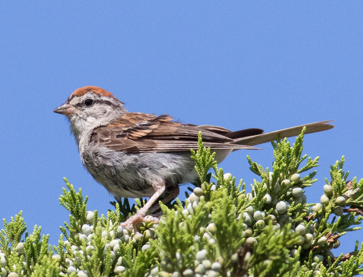 Chipping Sparrow - ML607512371
