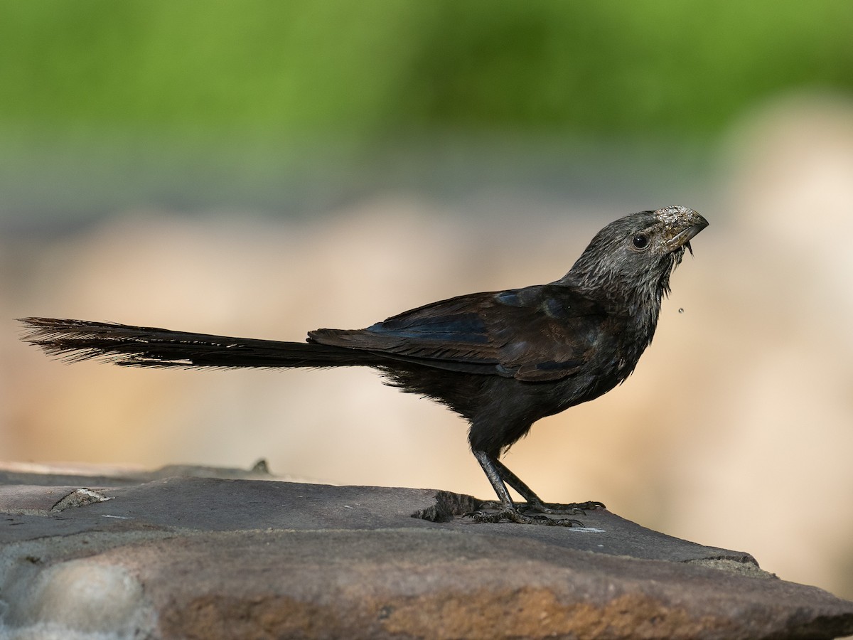 Groove-billed Ani - Mollee Brown