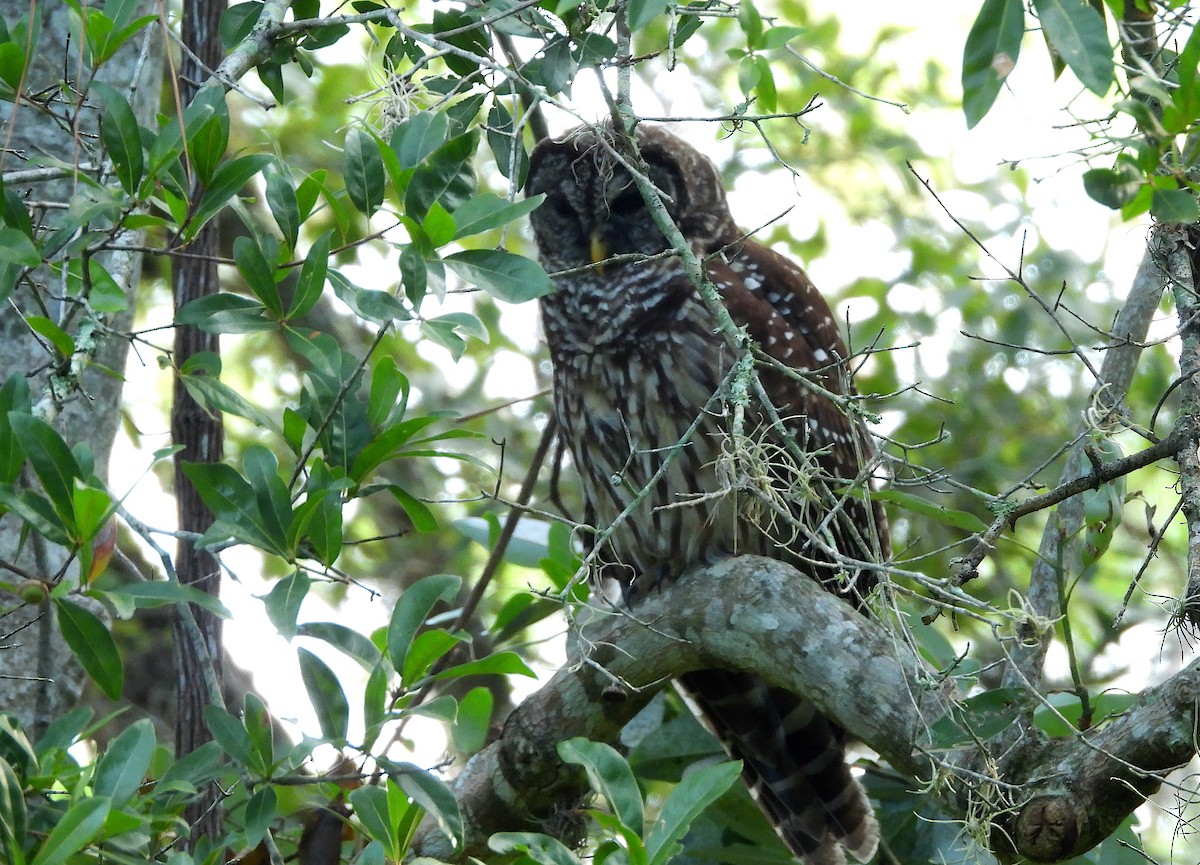 ebird-checklist-27-aug-2023-double-hammock-creek-23-species-1
