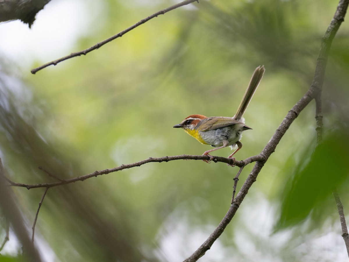 Rufous-capped Warbler - ML607515831