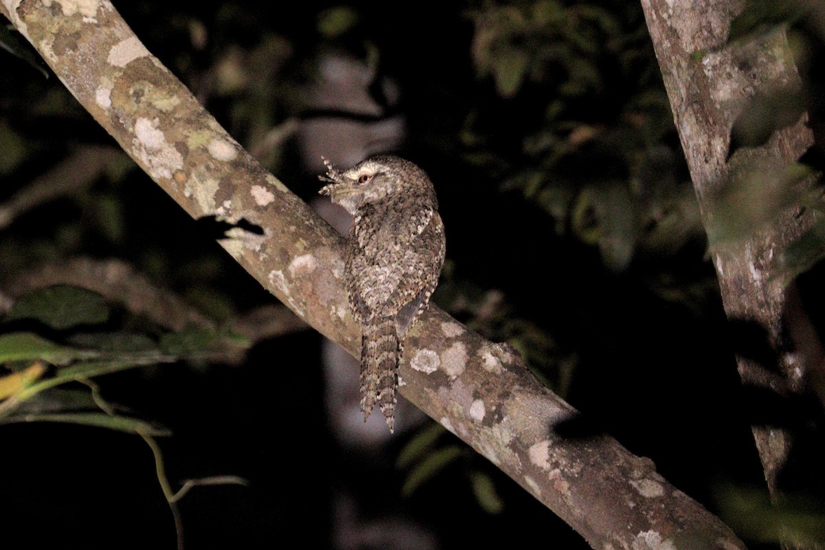 Marbled Frogmouth (Marbled) - ML607515851