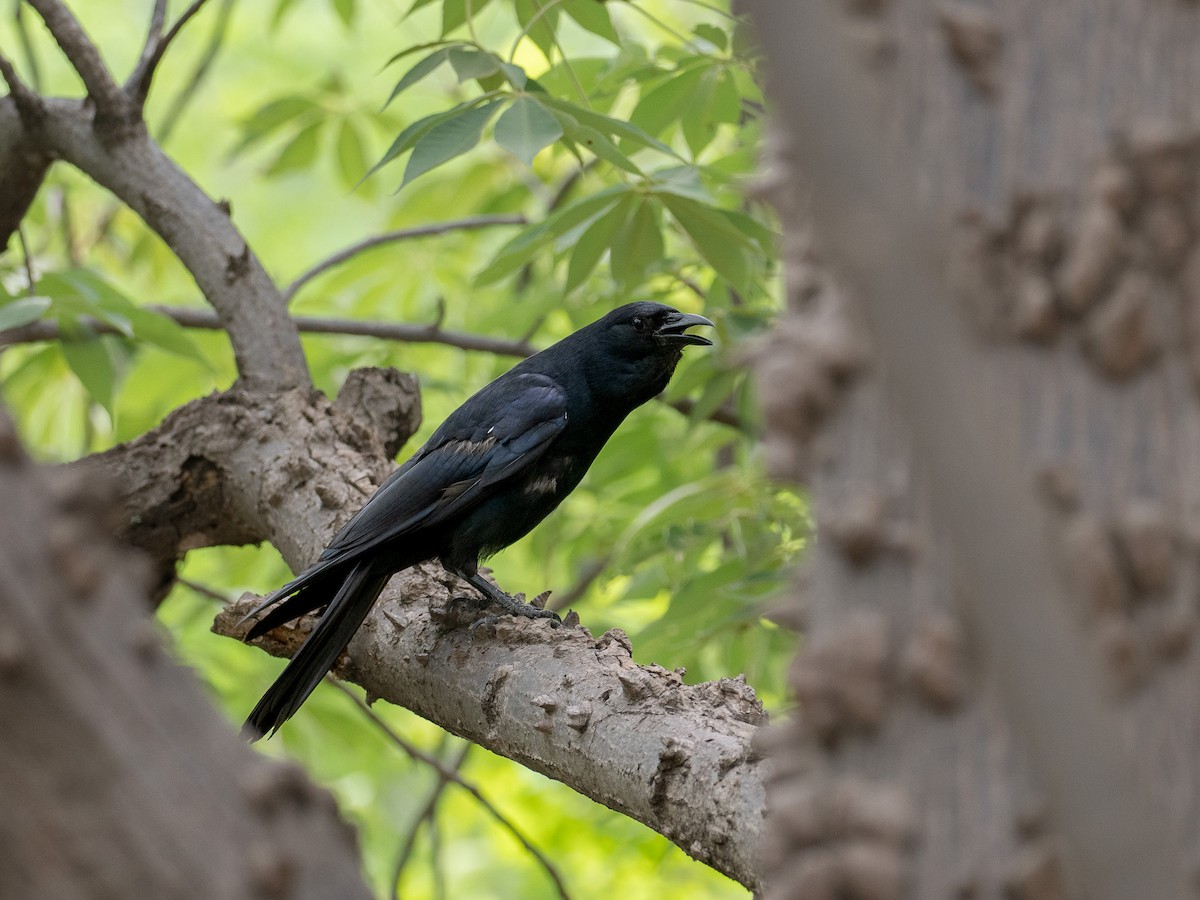 Sinaloa Crow - ML607517211