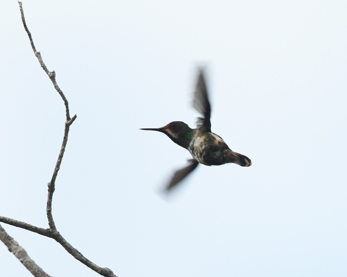 kolibřík pálkoocasý - ML607520481