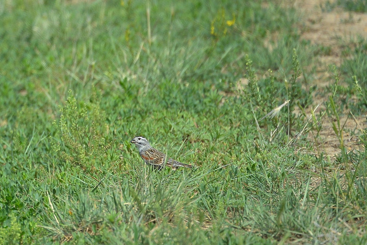 Thick-billed Longspur - ML60752081