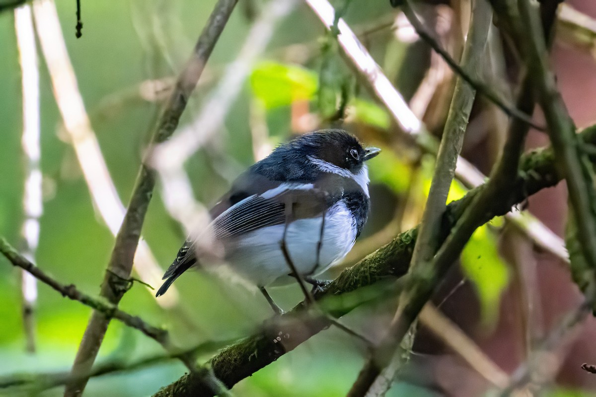Short-tailed Batis (Short-tailed) - Alex and Julia 🦜