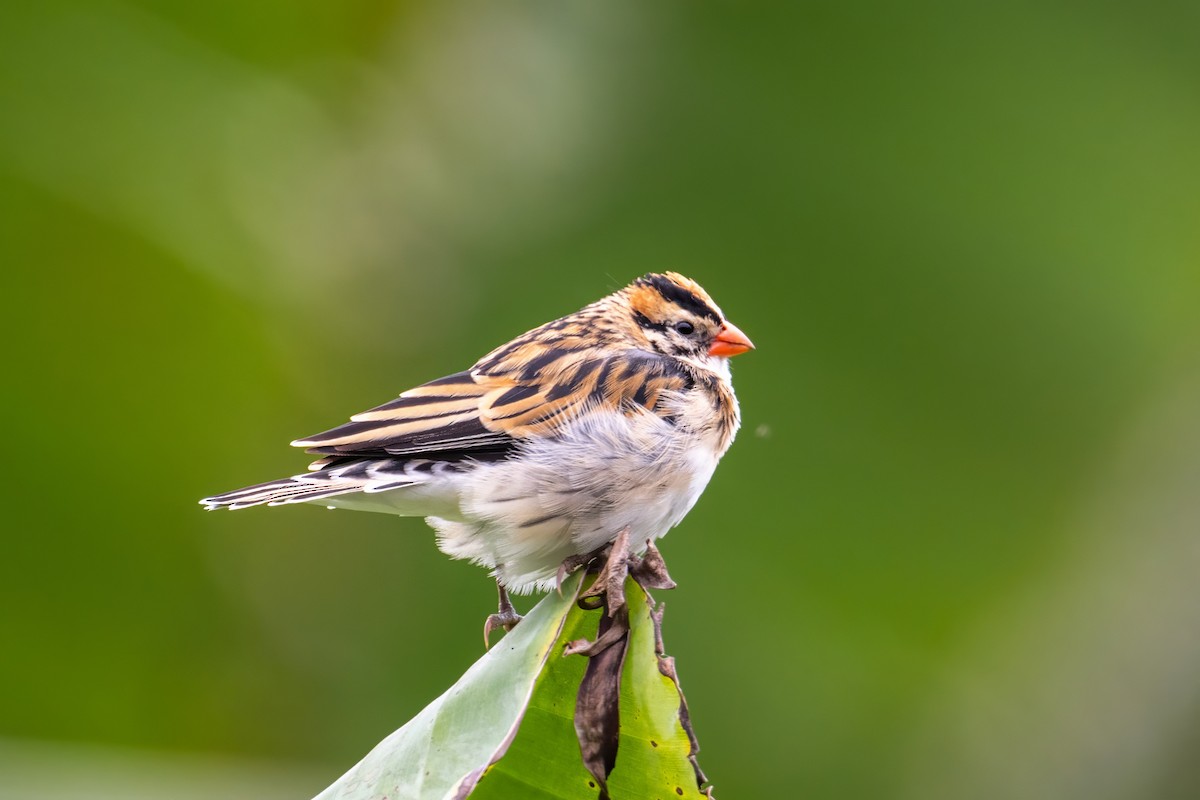 Pin-tailed Whydah - ML607529061