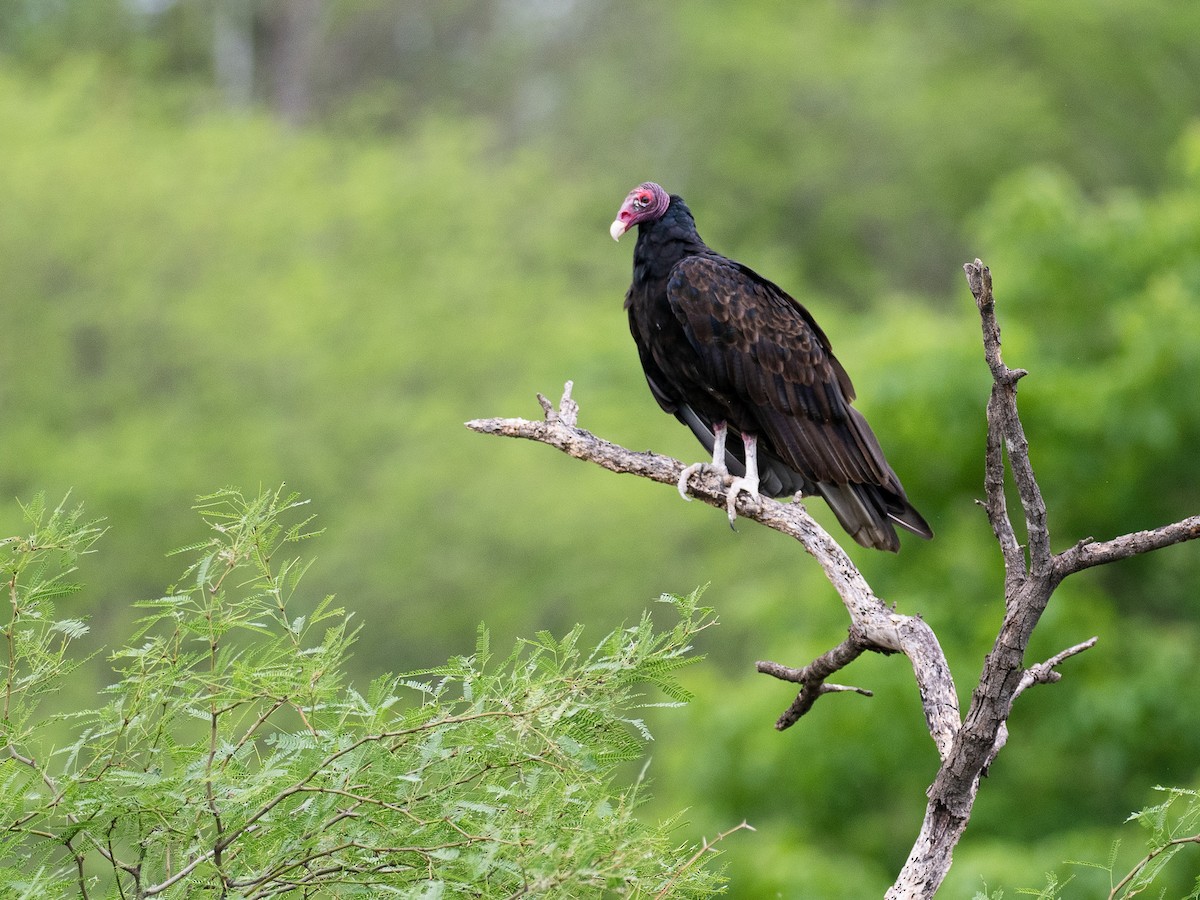 Turkey Vulture - Mollee Brown