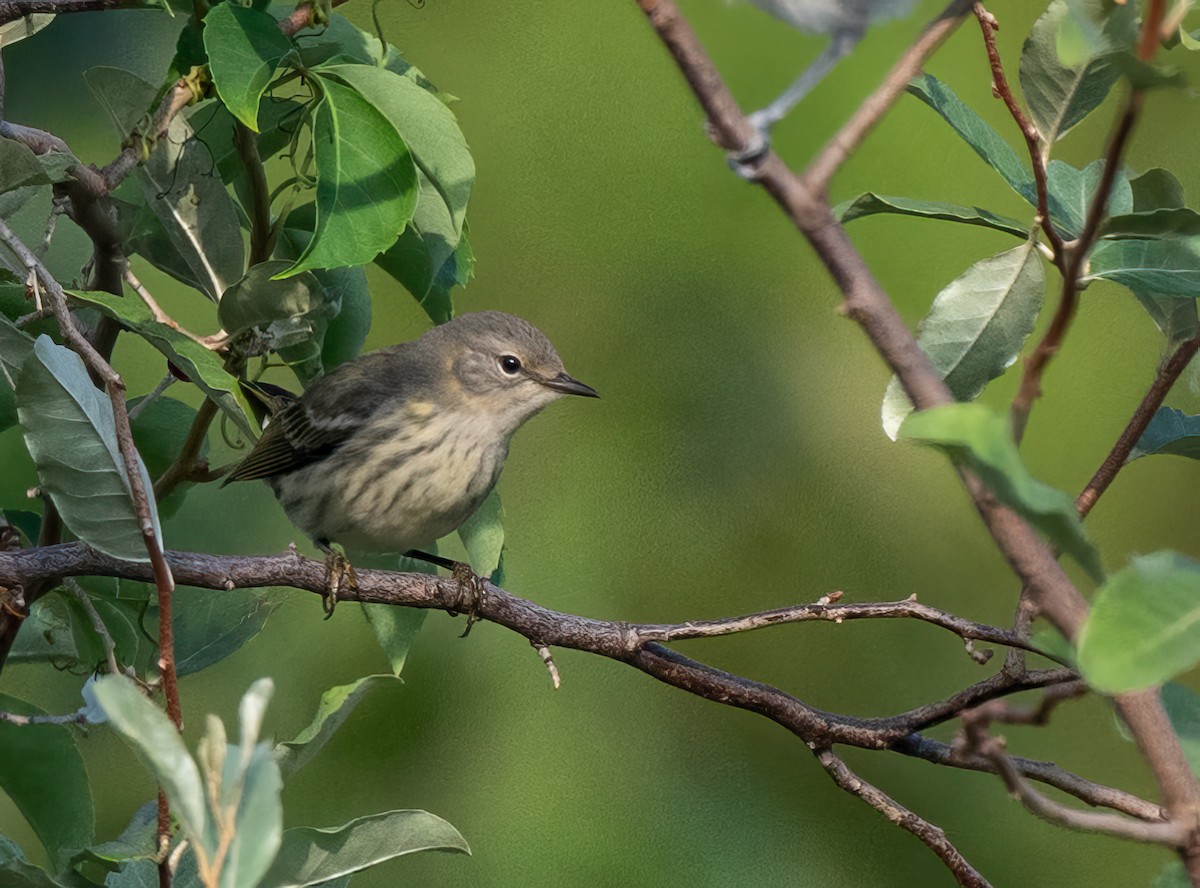 Cape May Warbler - ML607534351