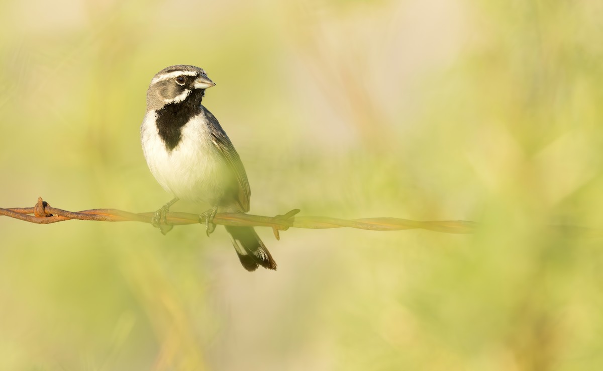 Black-throated Sparrow - Connor Cochrane