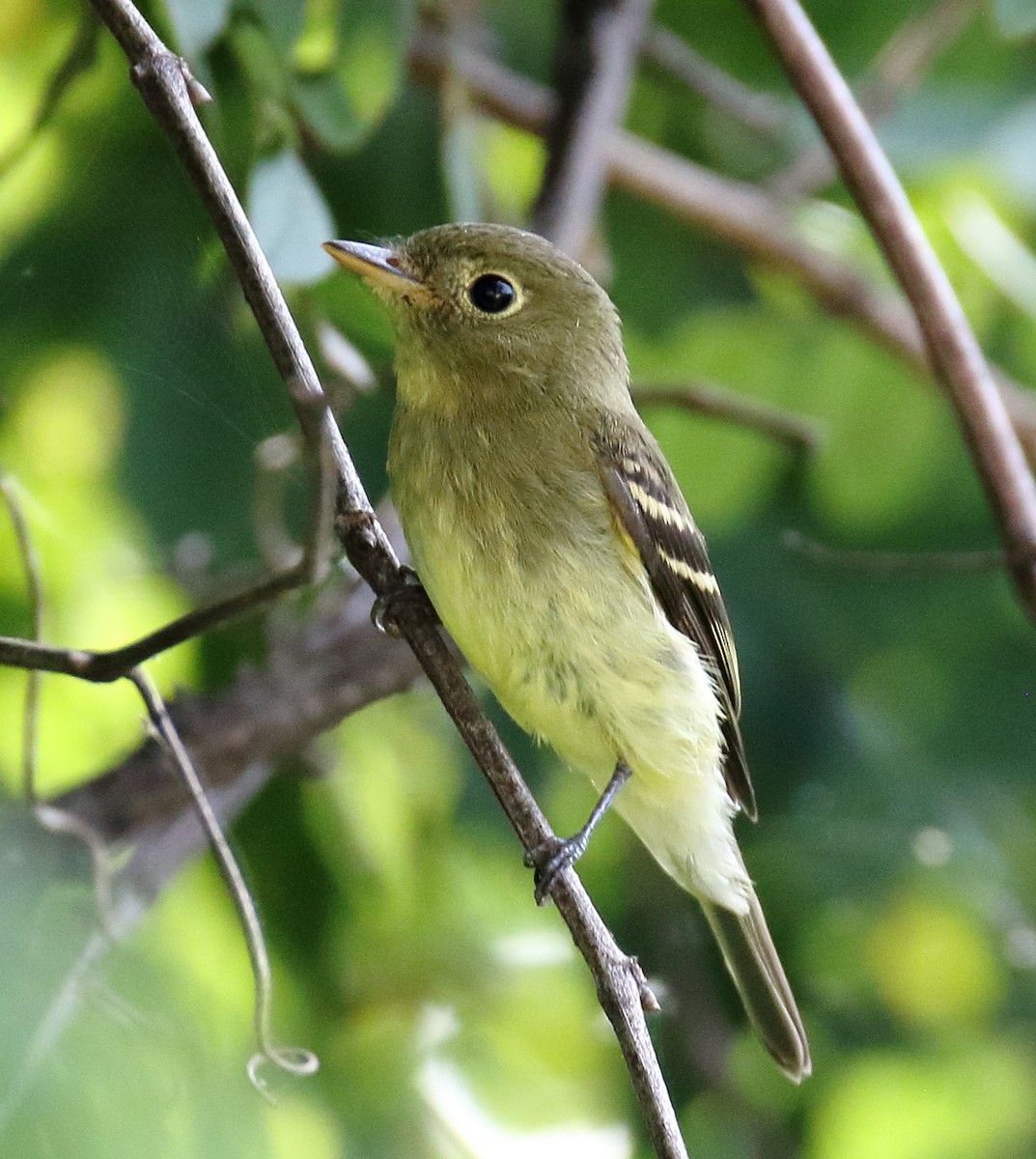 Ebird Checklist Aug Susquehanna Sp Steppingstone Farm