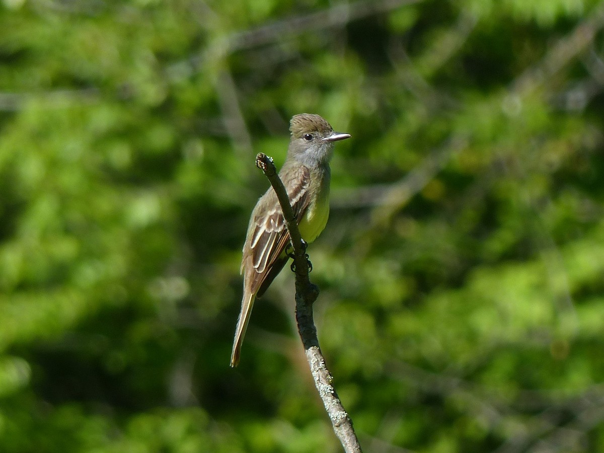 Great Crested Flycatcher - Ted Down