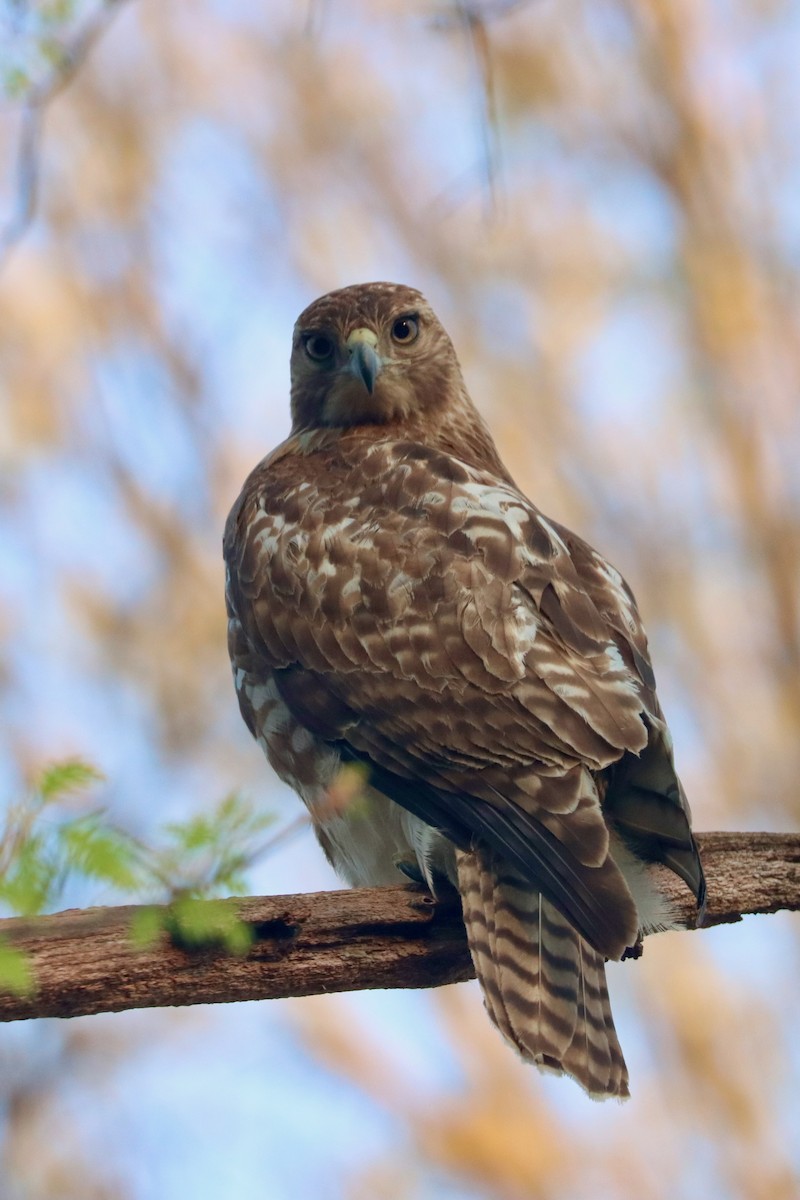 Red-tailed Hawk - ML607539181
