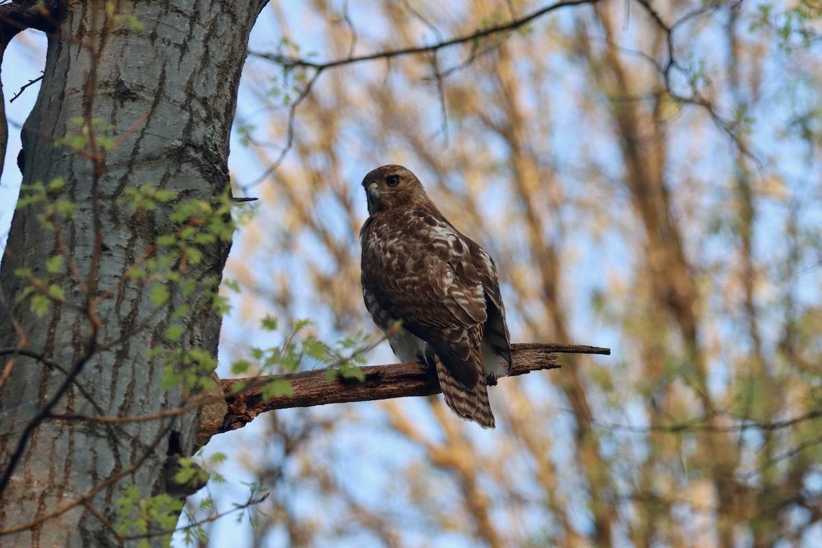 Red-tailed Hawk - ML607539191