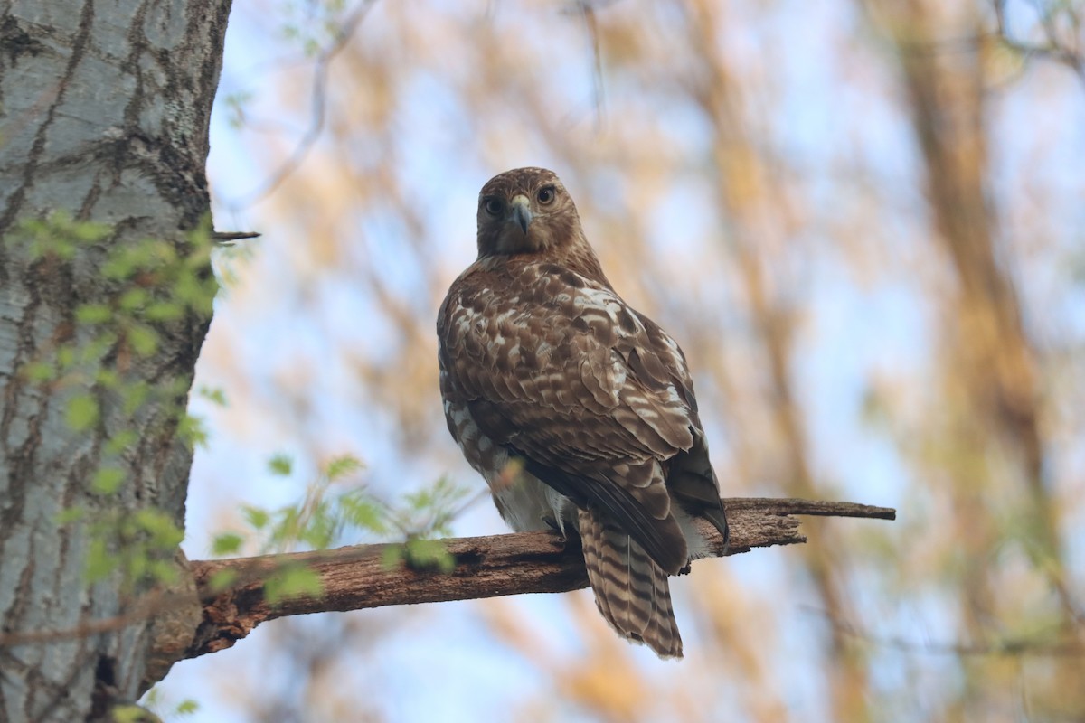 Red-tailed Hawk - ML607539211