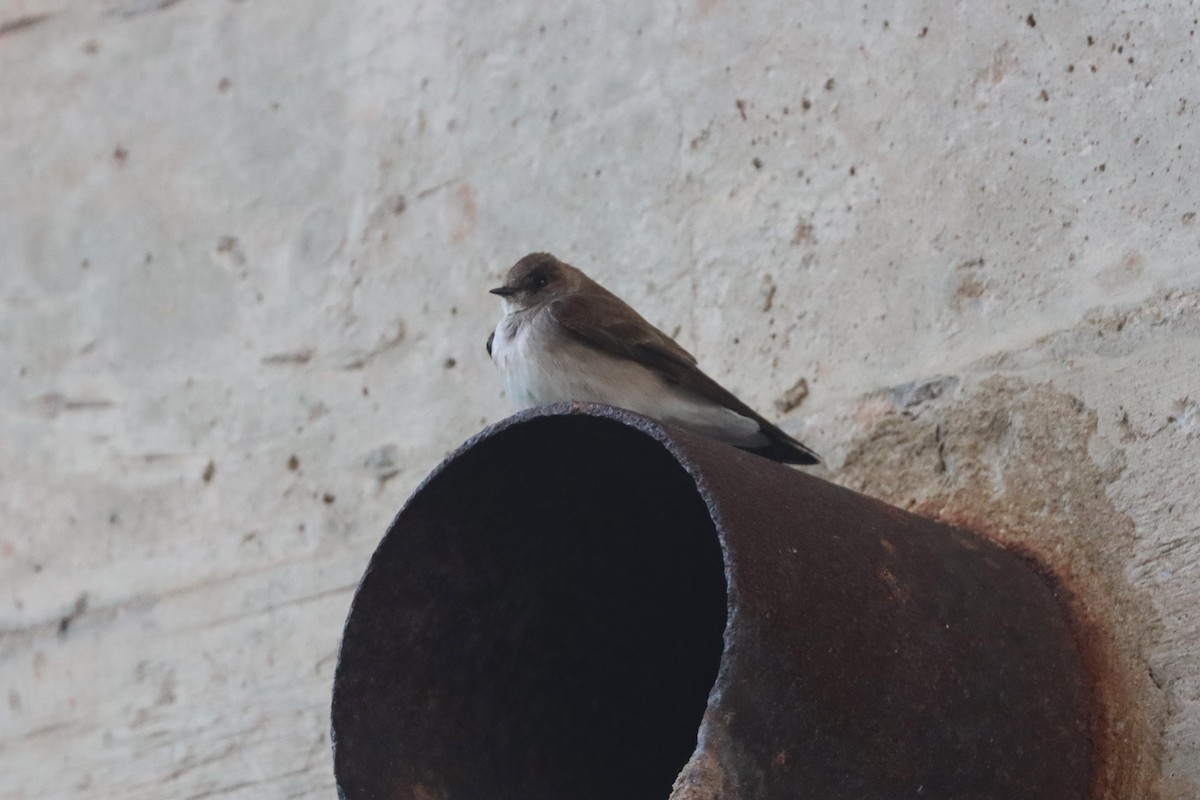 Northern Rough-winged Swallow - Patrick Belardo