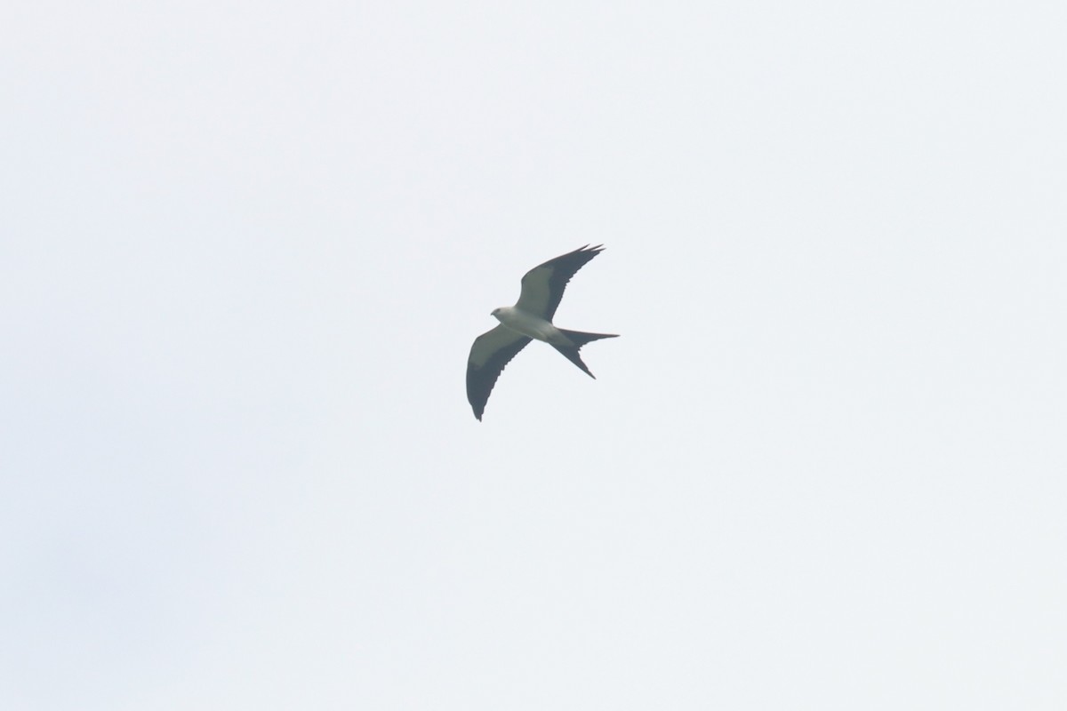 Swallow-tailed Kite - ML607543791