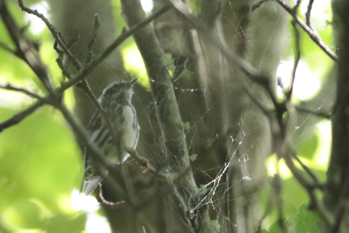 Black-and-white Warbler - ML607546321