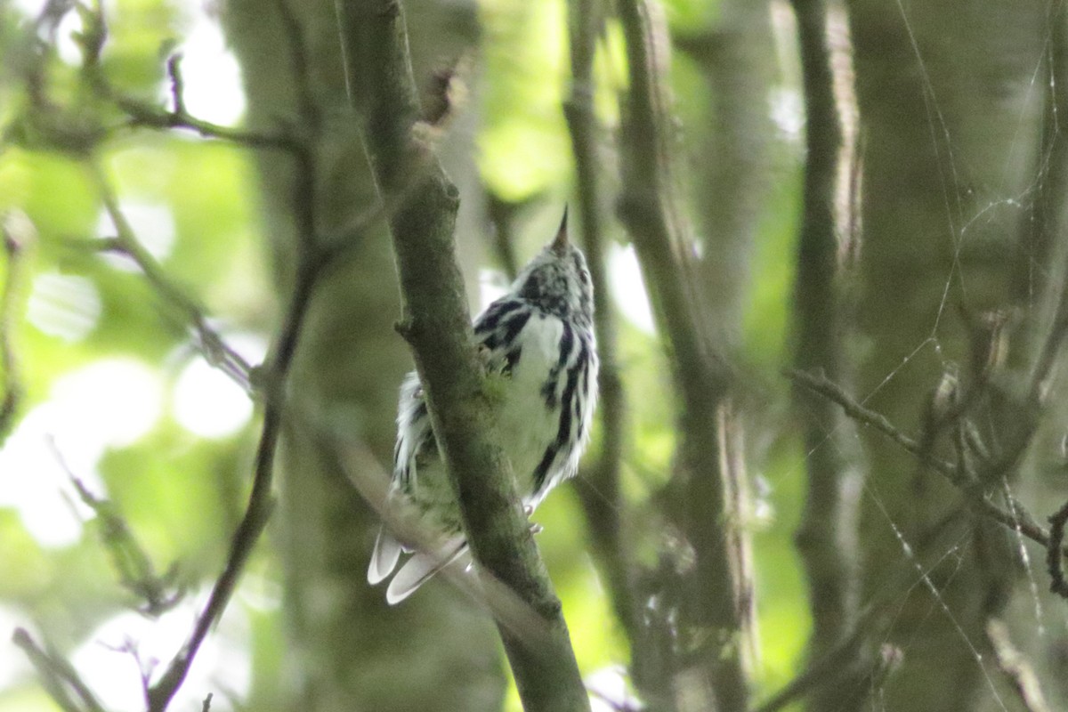 Black-and-white Warbler - ML607546341