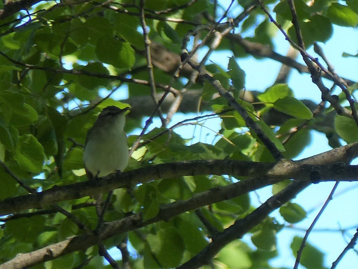 Red-eyed Vireo - Ted Down