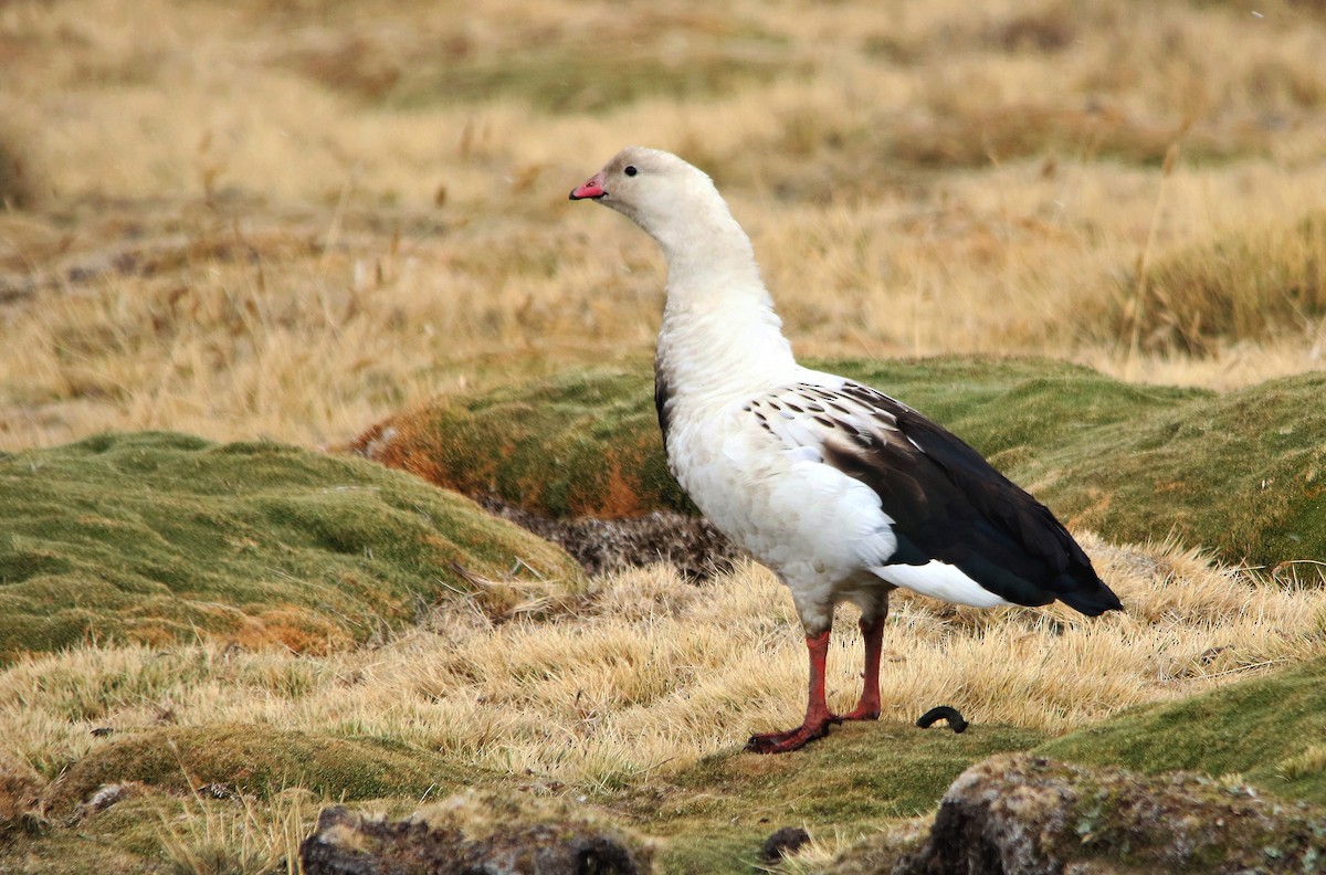 Andean Goose - Christoph Nissen