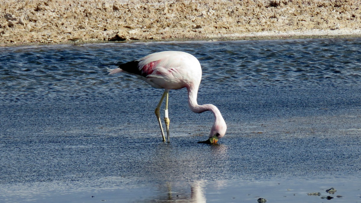 Andean Flamingo - ML607551151