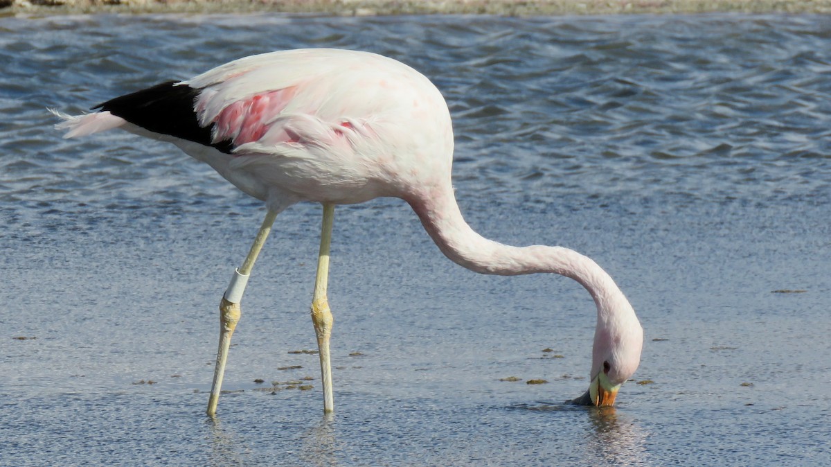 Andean Flamingo - ML607551161