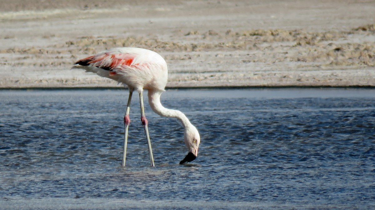 Chilean Flamingo - Manu Santa-Cruz