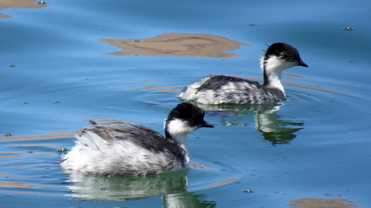 Silvery Grebe (Andean) - ML607554541