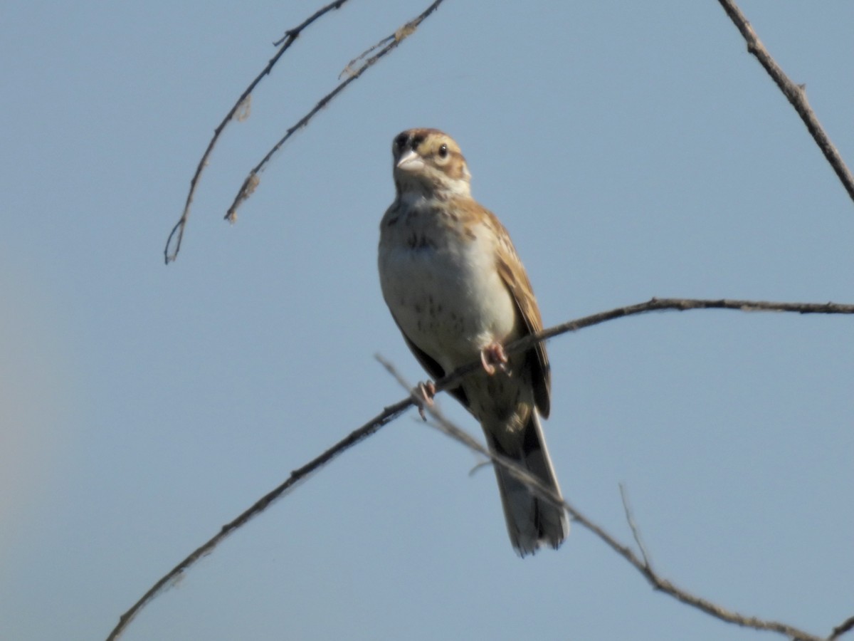 Lark Sparrow - ML607555941
