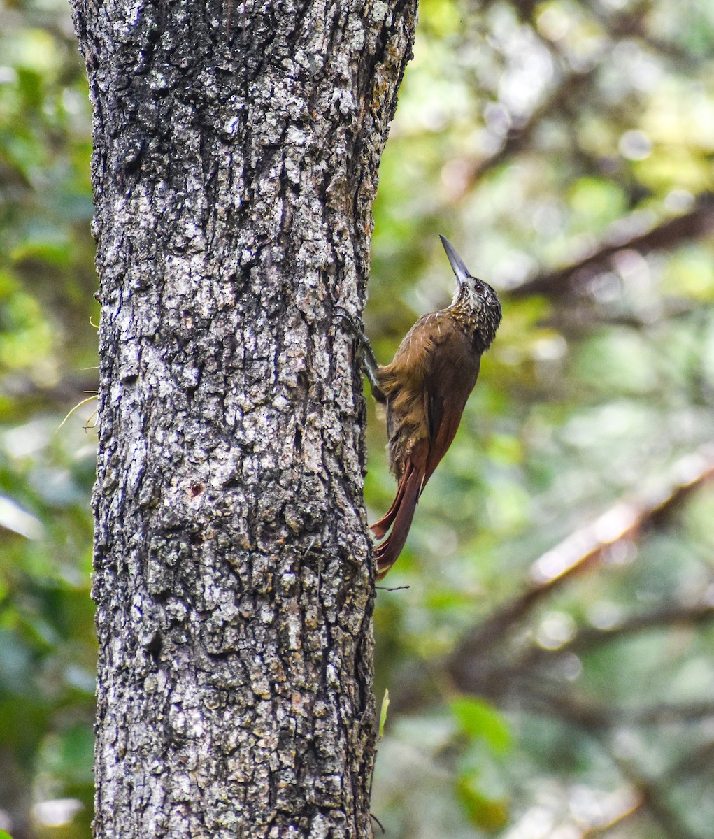 Strong-billed Woodcreeper (Central American) - ML607557461