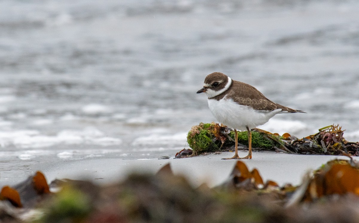Semipalmated Plover - ML607559341