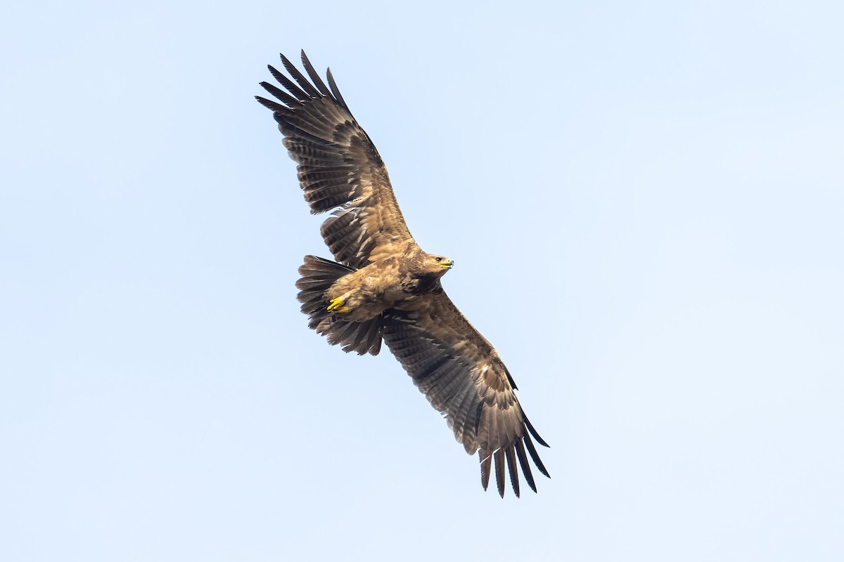 Lesser Spotted Eagle - ML607560461
