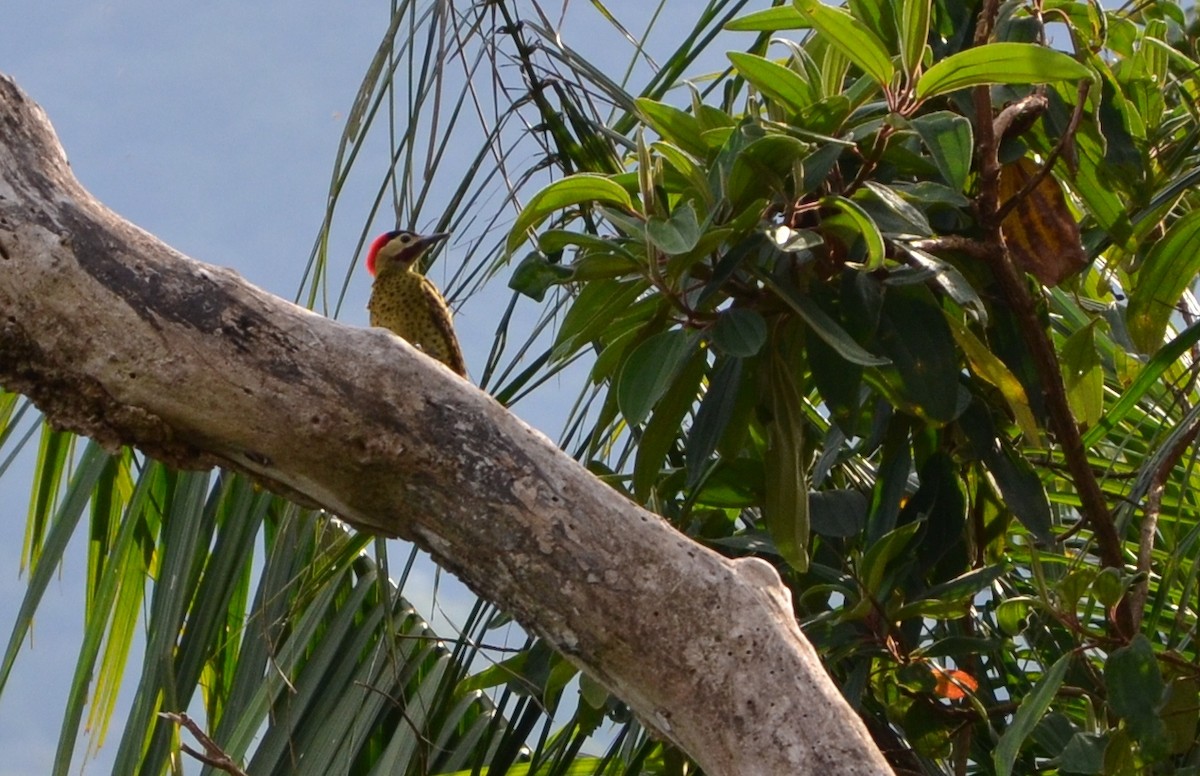 Green-barred Woodpecker - ML607566141