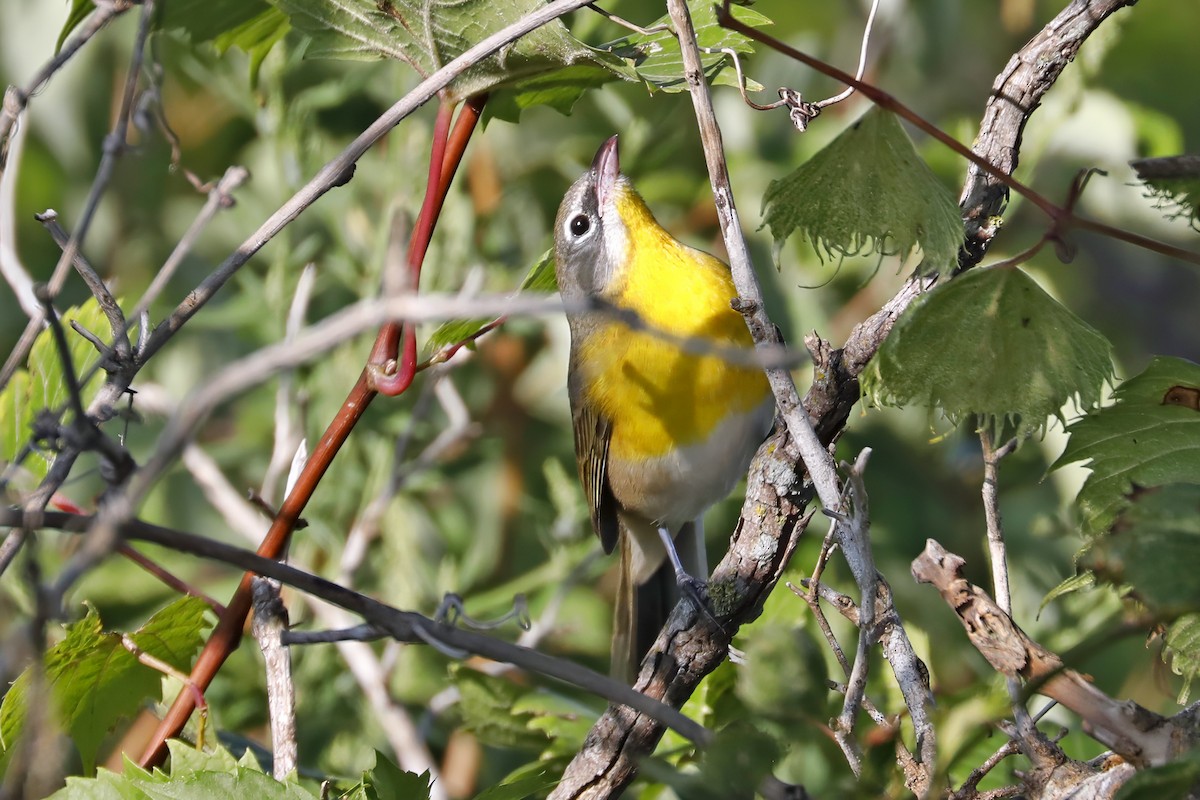 Yellow-breasted Chat - ML607567051