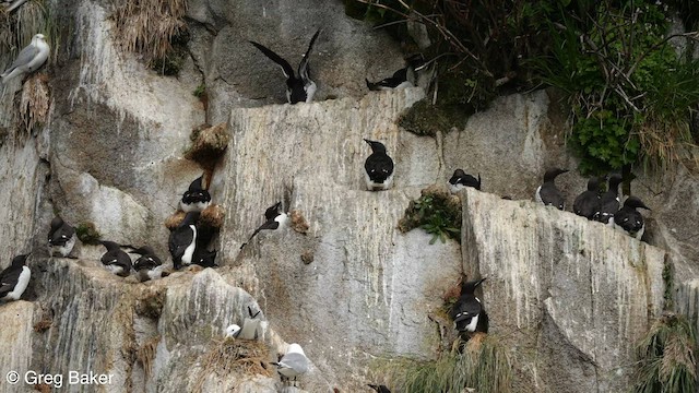Thick-billed Murre - ML607568061