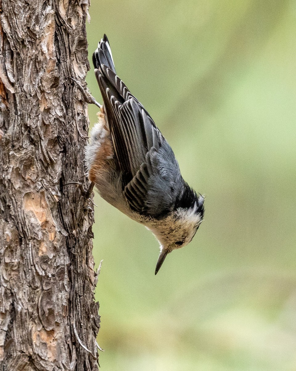 White-breasted Nuthatch (Interior West) - ML607569461