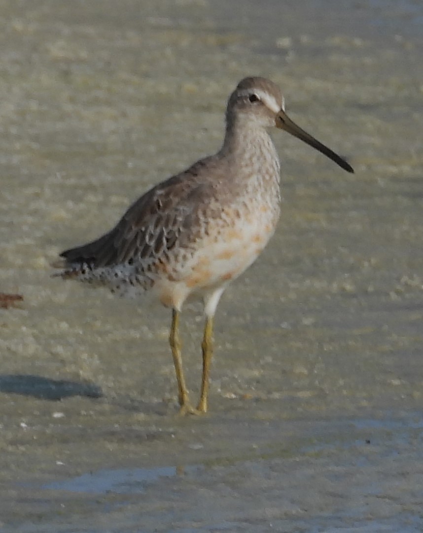 Long-billed Dowitcher - ML607572571