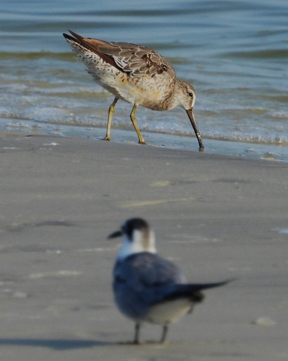 Long-billed Dowitcher - ML607572591